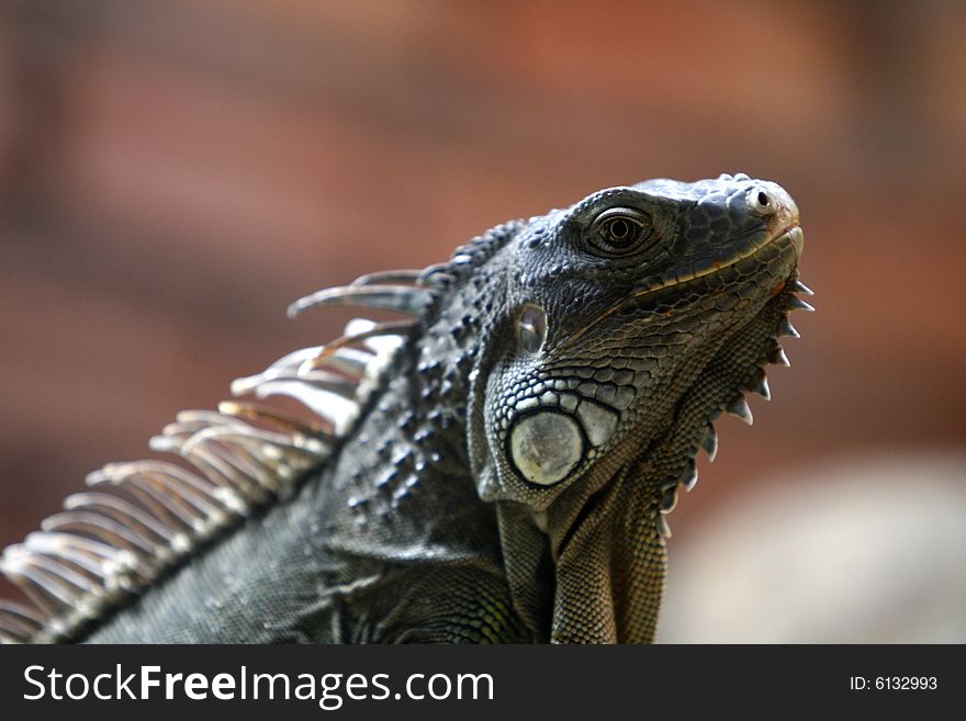 A close up of an iguana portrait