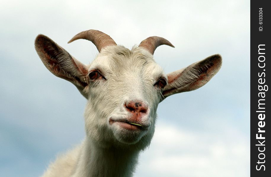 Domestic white goat with horns