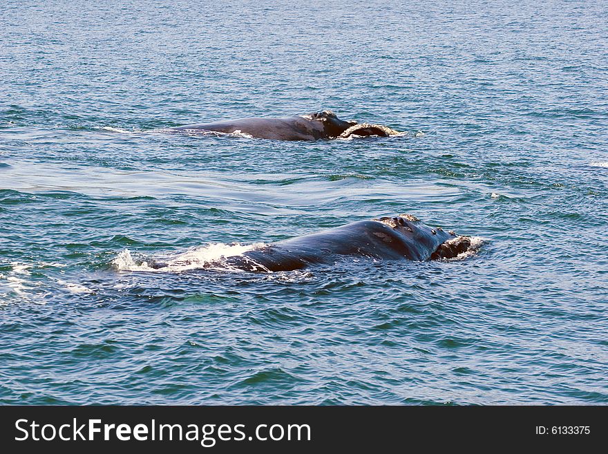 A couple of whales in the ocean of south africa, hermanus. A couple of whales in the ocean of south africa, hermanus