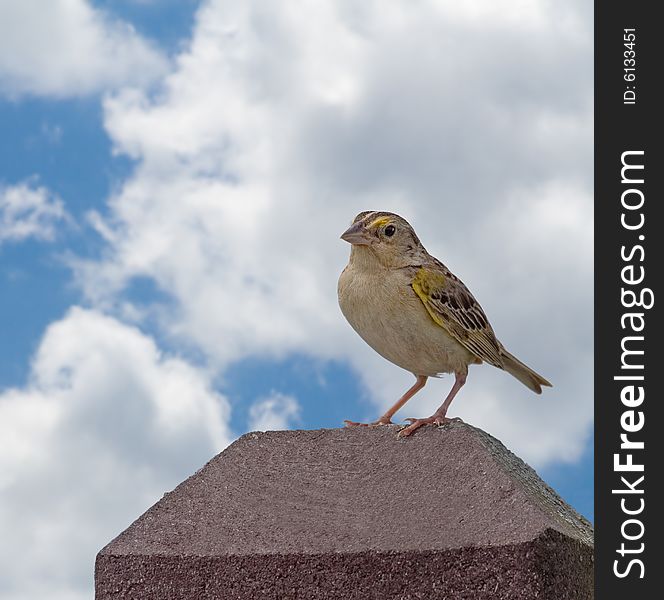 Grasshopper sparrow perched on a wooden post