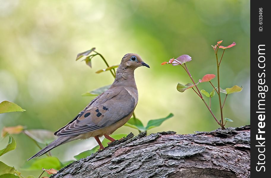 Mourning dove perched on a tree