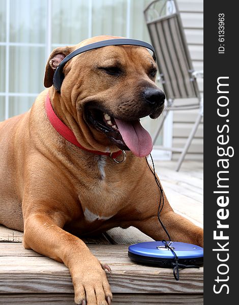 Dog loving his music on a cd player with head phones. Dog loving his music on a cd player with head phones
