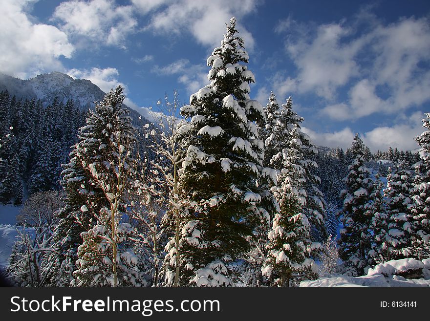 Pine Trees right after a snow storm in the Rocky Mountains. Pine Trees right after a snow storm in the Rocky Mountains