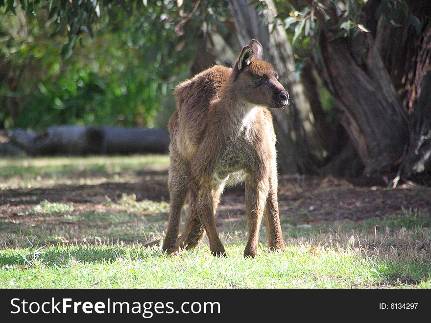 Grumpy Kangaroo Crouching