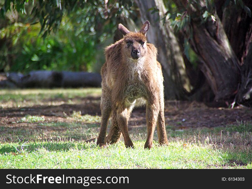 Grumpy Kangaroo Glaring