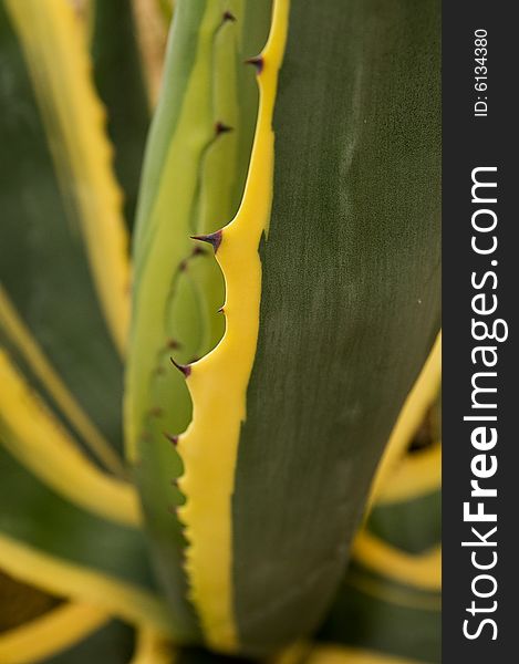 Close view of an Agave Americana showing the spiky yellow edge of the leave.