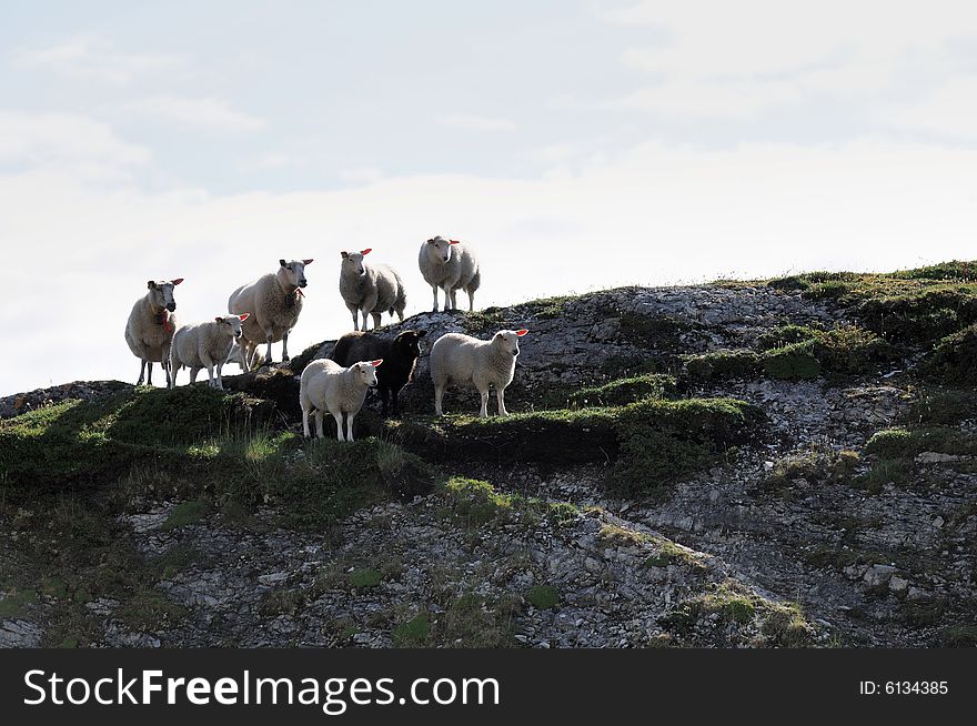 Seven sheep's on the rock