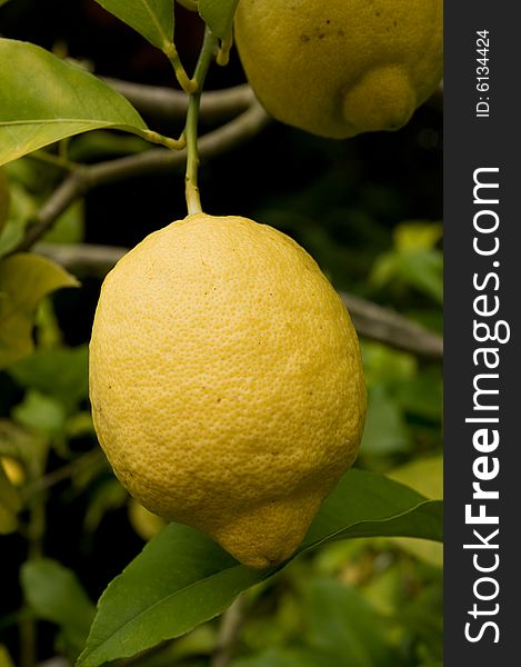 Close view of a mature lemon on a lemon-tree. Close view of a mature lemon on a lemon-tree