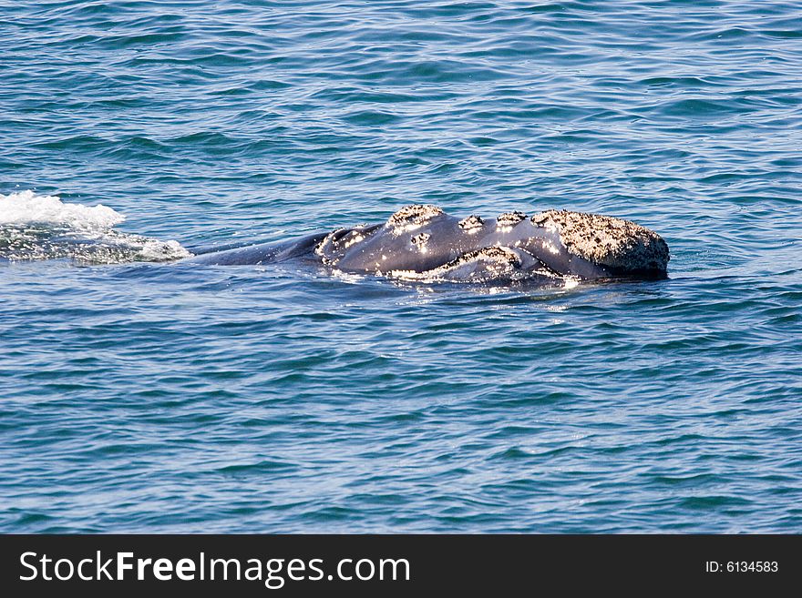 Cape Town Whale