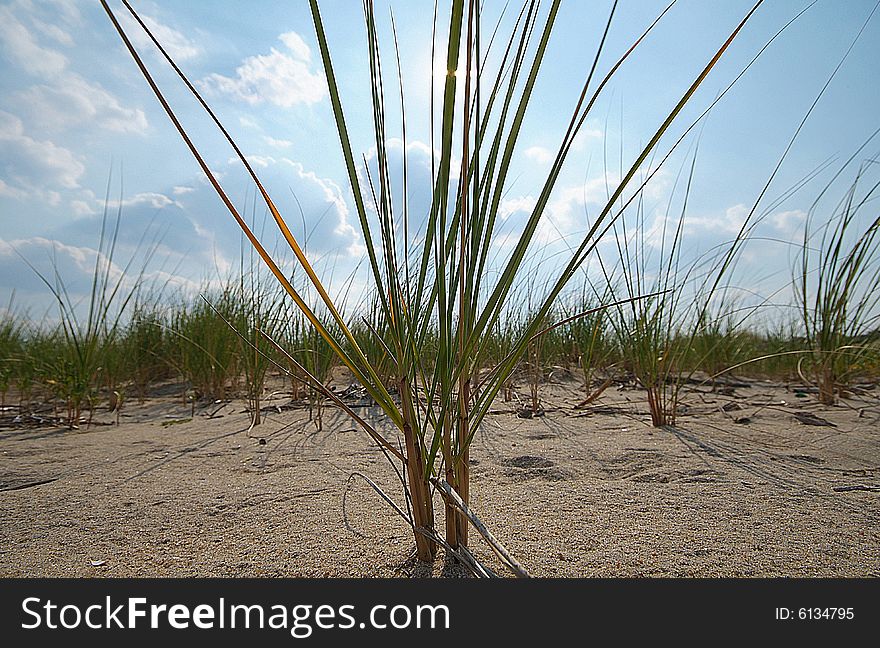 Sea Grass on Dune Sand. Sea Grass on Dune Sand