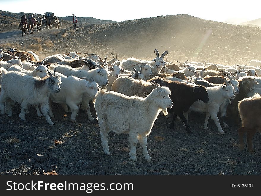 A group a goat migrating to other place. A group a goat migrating to other place