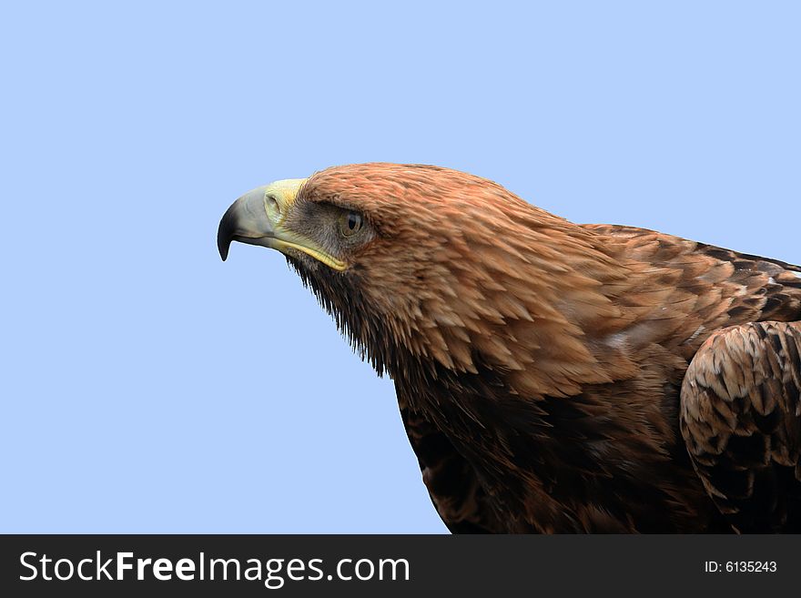 An eagle with clear eyes and an intent look. An eagle with clear eyes and an intent look.