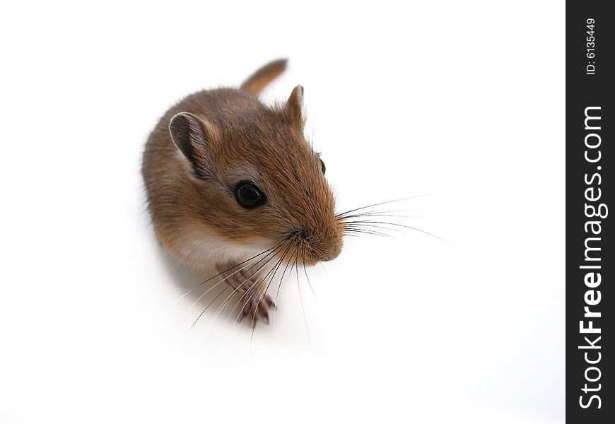 Little mouse walking on a white background. Little mouse walking on a white background