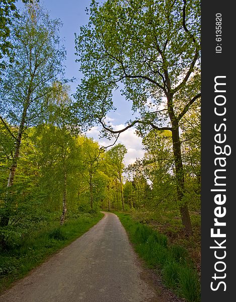 Country road trough a bright green summer forest. Country road trough a bright green summer forest