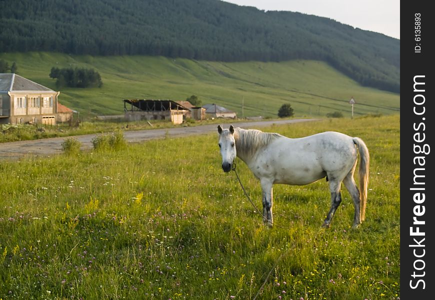 White horse on the green meadow in Georgia