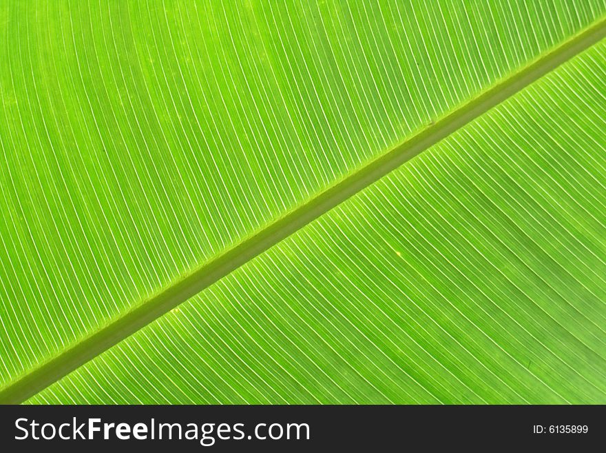 Green background from the real banana leaf