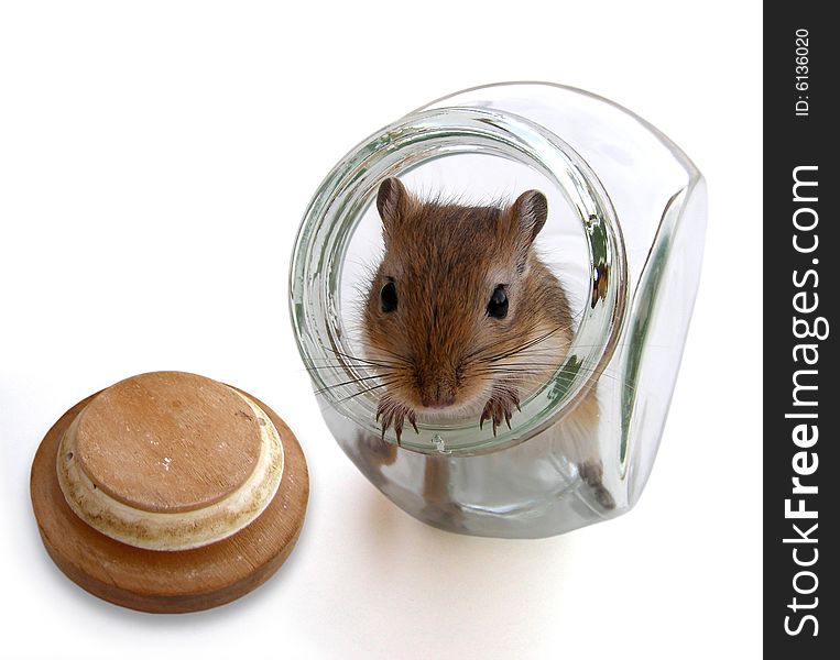Little greedy mouse inside a sugar pot. Little greedy mouse inside a sugar pot
