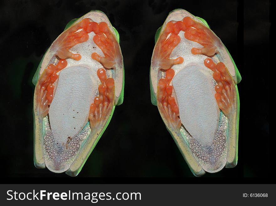 Red-eyed Treefrog