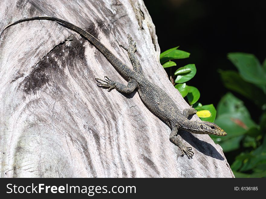 A lizard trying to blend in with the tree bark. A lizard trying to blend in with the tree bark.