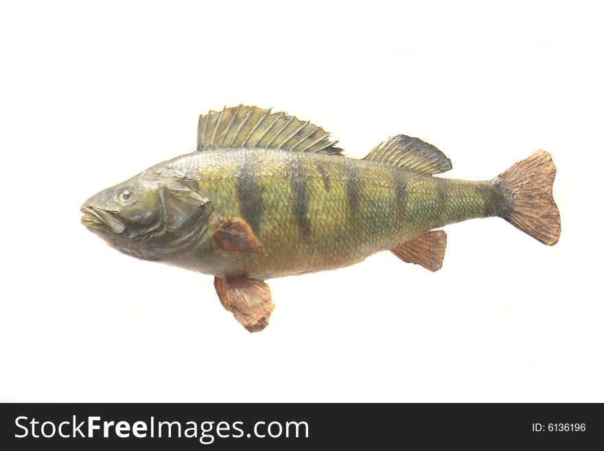 Exotic fish on the white background
