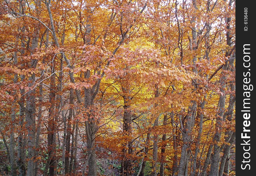 Trees in autumn in Centre Italy. Trees in autumn in Centre Italy