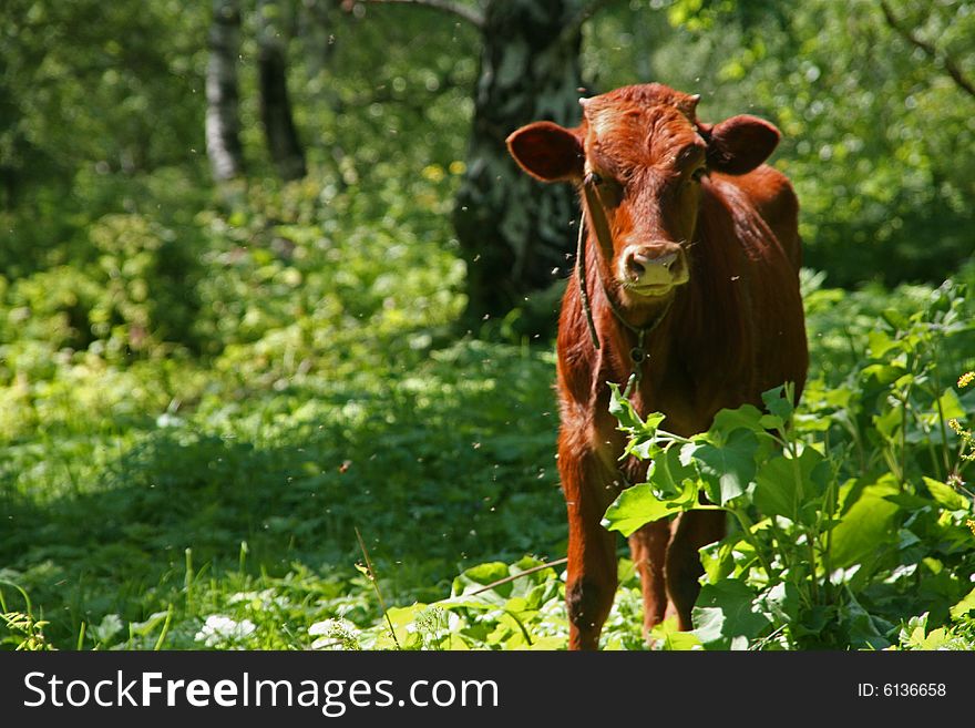 Cow in the green forest. Cow in the green forest