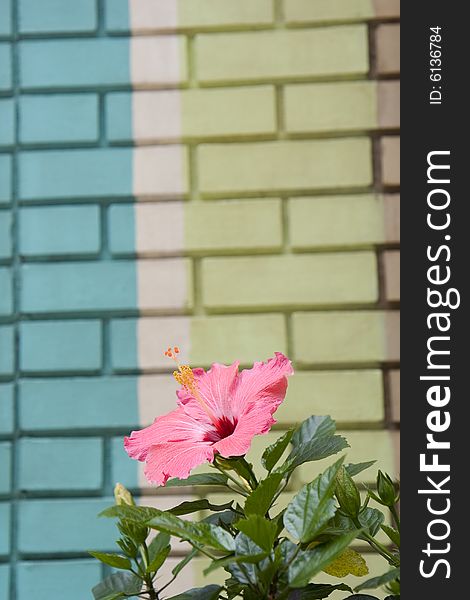 A hibiscus flower in front of a green brick wall. A hibiscus flower in front of a green brick wall