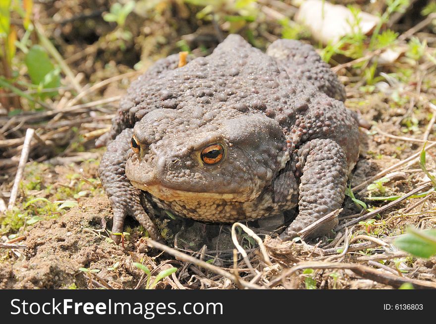 Close-up common toad (Bufo bufo)