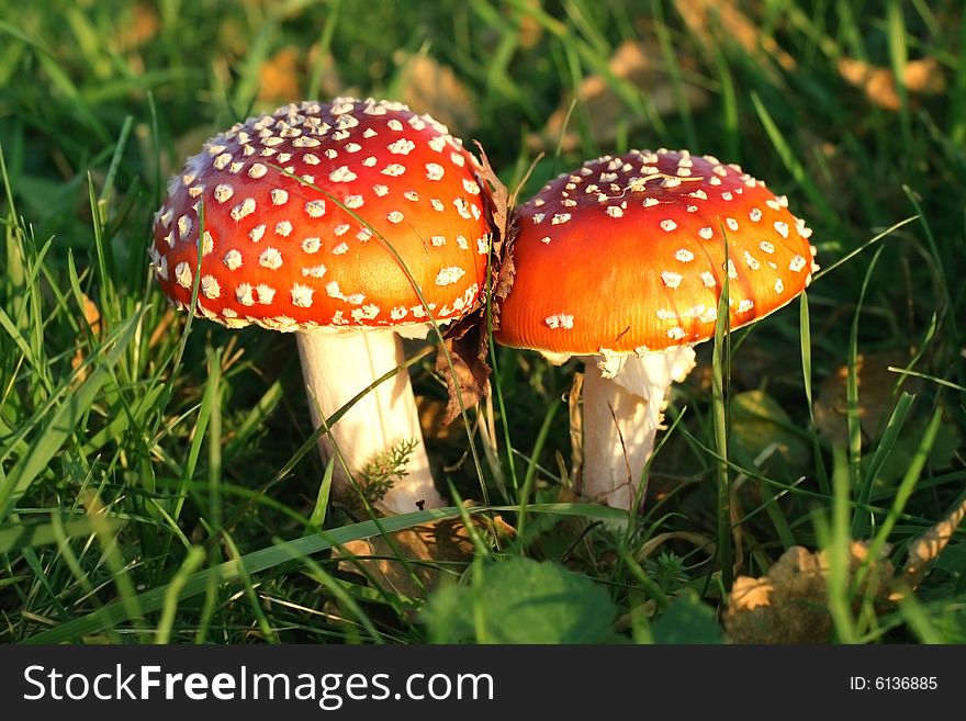 Two red, toxic toadstools close together