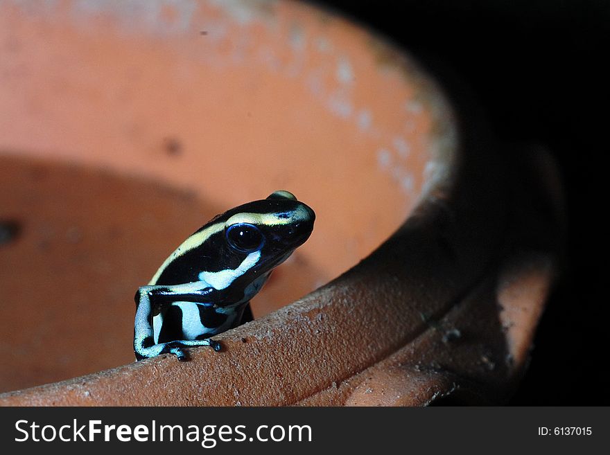 Green and Black Poison Frog