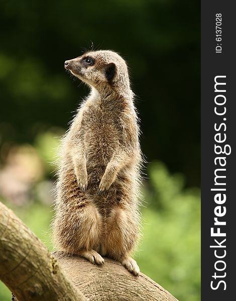Animals: meerkat standing guard and looking to the left