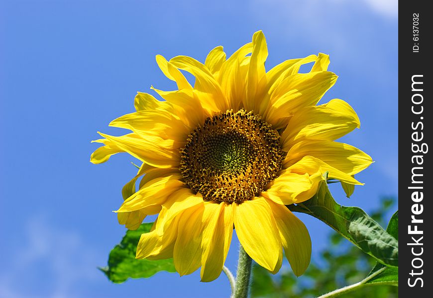 Sunflower against clear blue sky at summer