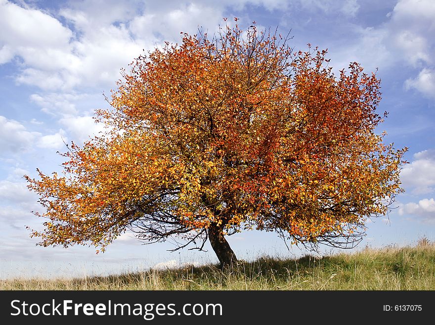 Tree Multi Color
