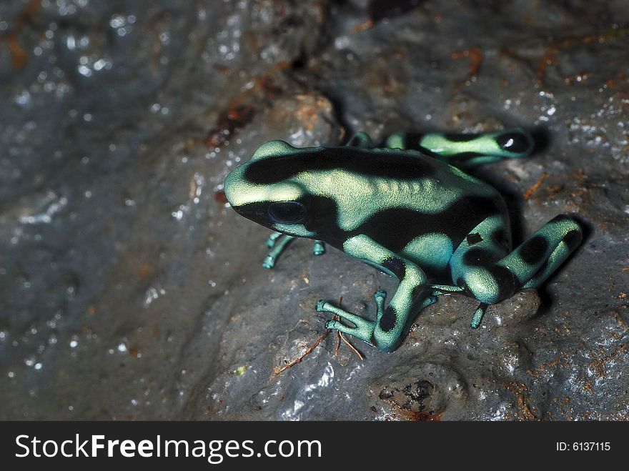 Green and Black Poison Dart Frog - Dendrobates auratus. Green and Black Poison Dart Frog - Dendrobates auratus