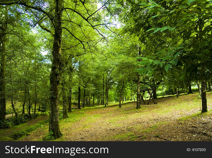 Green scene with a forest in summer