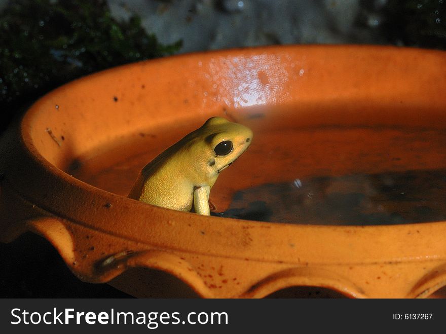 Image of yellow small frog. Image of yellow small frog.