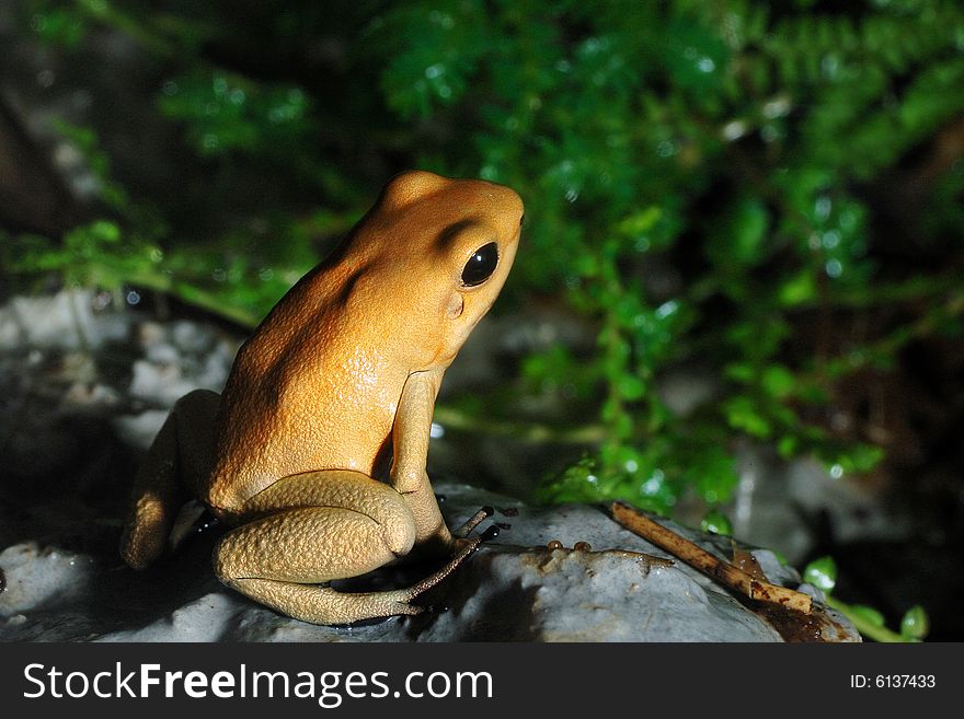 Image of yellow frog on green background. Image of yellow frog on green background.