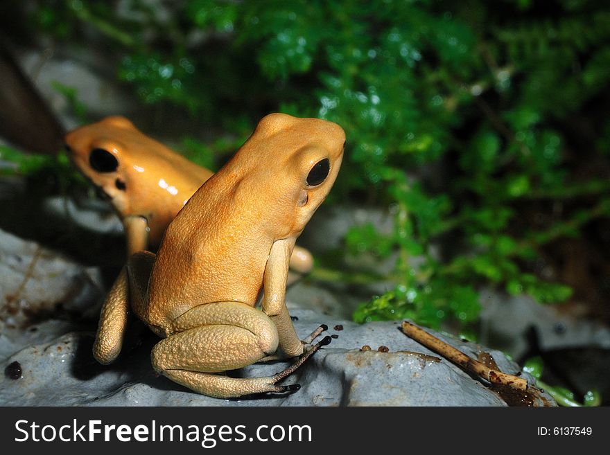 Image of yellow frog on green background. Image of yellow frog on green background.