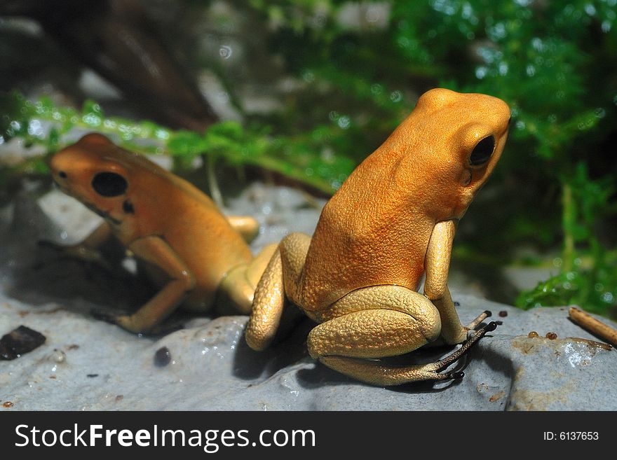 Image of yellow frog on green background. Image of yellow frog on green background.