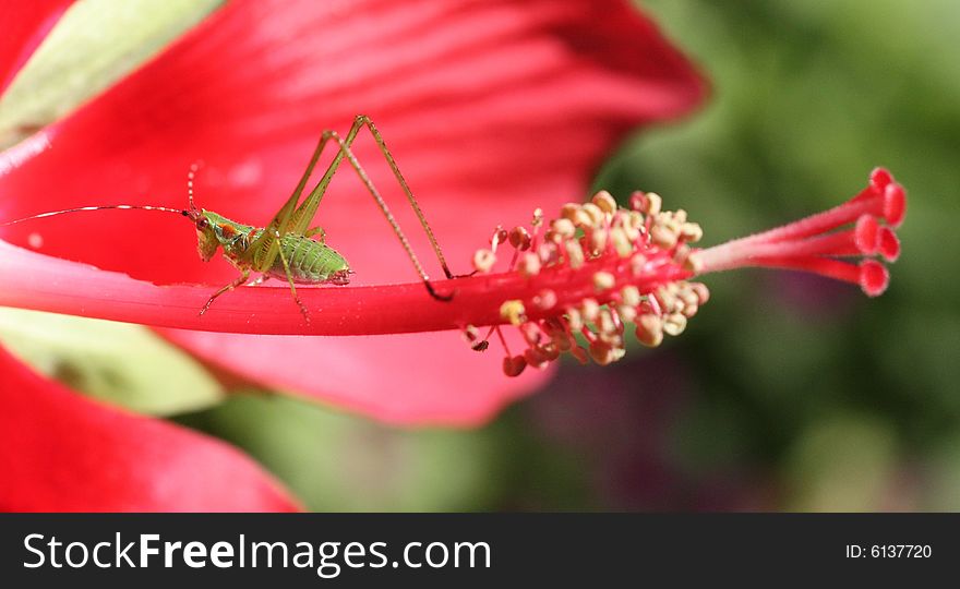 Grasshopper on Flower