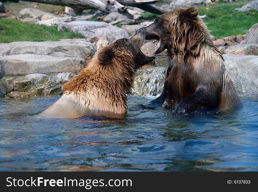 A picture of two grizzly bears wrestling in the water. A picture of two grizzly bears wrestling in the water