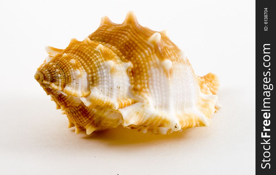 Detail of a conch on the white background