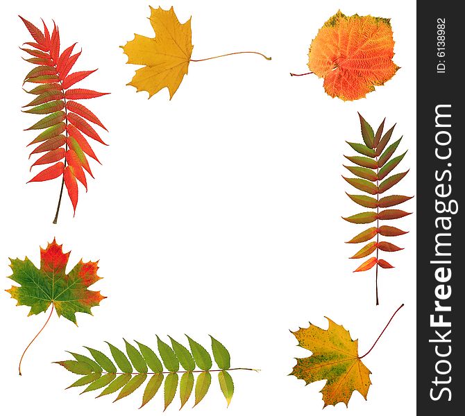 Autumn leaves, rowan, grape and maple in an abstract frame design. Over white background. Autumn leaves, rowan, grape and maple in an abstract frame design. Over white background.