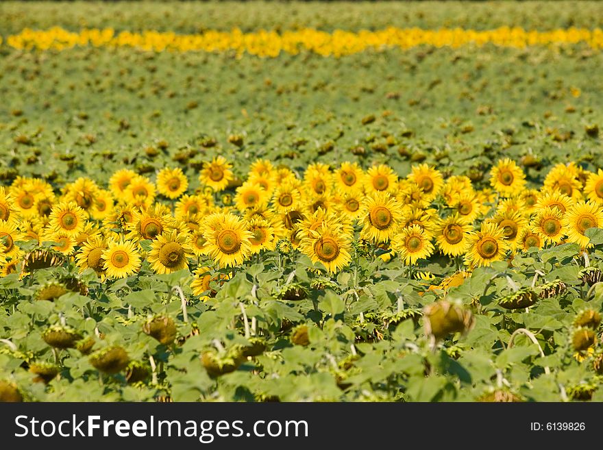 Field Of Sunflowers.