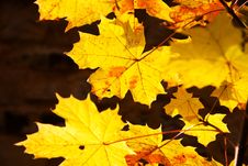 Yellow Leaves Of Maple Royalty Free Stock Photo Yellow Leaves Of Maple Royalty Free Stock Photo