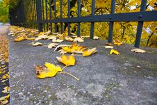 Yellow Leaves Of Maple Royalty Free Stock Photos Yellow Leaves Of Maple Royalty Free Stock Photos