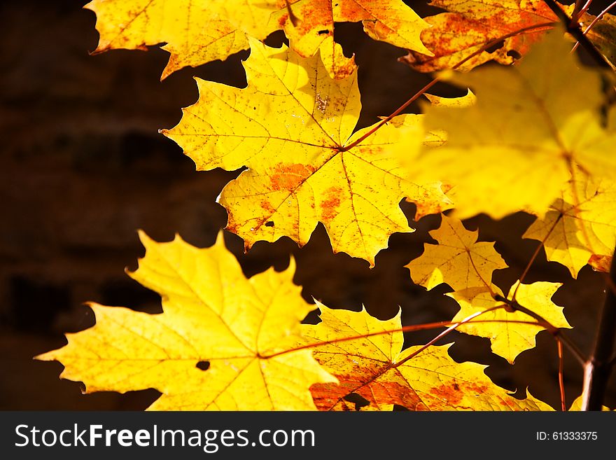 Yellow Leaves Of Maple