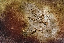 Plant On Dry Ground Royalty Free Stock Images