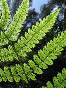 Fern In Forest Stock Image