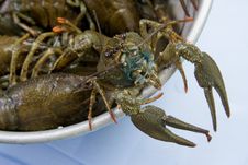 Crayfish Stock Photography Crayfish Stock Photography